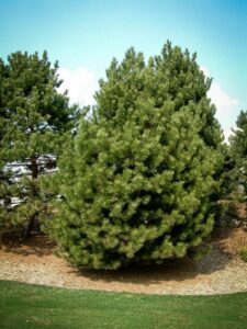 Сосна Чёрная (Pinus Nigra) купить по цене от 270.00р. в интернет-магазине «Посадика» с доставкой почтой в в Высоцке и по всей России – [изображение №1].