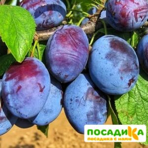 Слива Чачакская ранняя купить по цене от 229.00р. в интернет-магазине «Посадика» с доставкой почтой в в Высоцке и по всей России – [изображение №1].