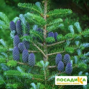 Пихта корейская (Abies koreana) купить по цене от 450.00р. в интернет-магазине «Посадика» с доставкой почтой в в Высоцке и по всей России – [изображение №1].