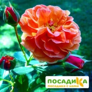 Роза Арабия купить по цене от 350.00р. в интернет-магазине «Посадика» с доставкой почтой в в Высоцке и по всей России – [изображение №1].