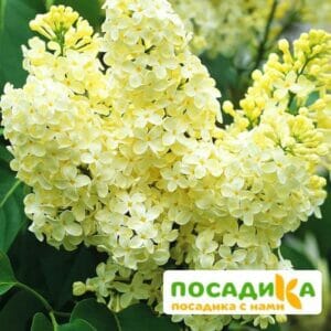 Сирень Примроуз (Primrose) купить по цене от 529.00р. в интернет-магазине «Посадика» с доставкой почтой в в Высоцке и по всей России – [изображение №1].