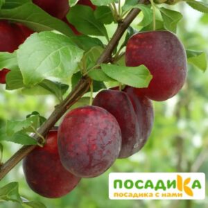 Слива Виола (Самоплодный сорт) купить по цене от 360р. в интернет-магазине «Посадика» с доставкой почтой в в Высоцке и по всей России – [изображение №1].