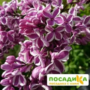 Сирень Сенсация купить по цене от 529.00р. в интернет-магазине «Посадика» с доставкой почтой в в Высоцке и по всей России – [изображение №1].