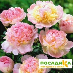 Пион Распберри Сандей (Paeonia Raspberry Sundae) купить по цене от 959р. в интернет-магазине «Посадика» с доставкой почтой в в Высоцке и по всей России – [изображение №1].