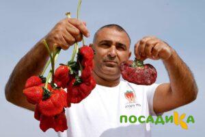 Клубника Гигант Джорнея купить по цене от 266р. в интернет-магазине «Посадика» с доставкой почтой в в Высоцке и по всей России – [изображение №1].