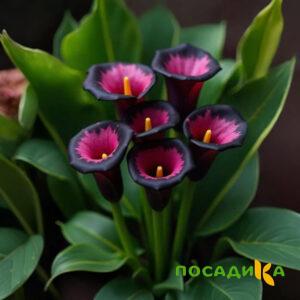 Калла Аура Лейс купить по цене от 400р. в интернет-магазине «Посадика» с доставкой почтой в в Высоцке и по всей России – [изображение №1].