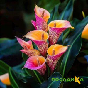 Калла Оникс купить по цене от 450р. в интернет-магазине «Посадика» с доставкой почтой в в Высоцке и по всей России – [изображение №1].