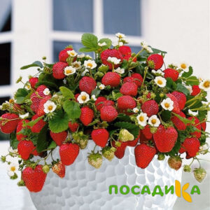 Клубника Рубиновый Шепот (горшечная) купить по цене от 240р. в интернет-магазине «Посадика» с доставкой почтой в в Высоцке и по всей России – [изображение №1].