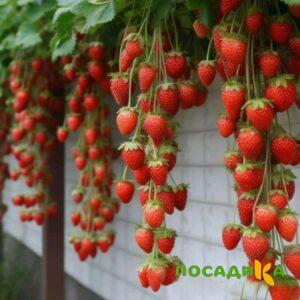 Клубника вьющаяся Комплимент купить по цене от 470р. в интернет-магазине «Посадика» с доставкой почтой в в Высоцке и по всей России – [изображение №1].