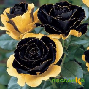 Роза Ханни Сикл купить по цене от 700р. в интернет-магазине «Посадика» с доставкой почтой в в Высоцке и по всей России – [изображение №1].