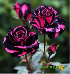 Роза Багровый Шепот купить по цене от 366р. в интернет-магазине «Посадика» с доставкой почтой в в Высоцке и по всей России – [изображение №1].