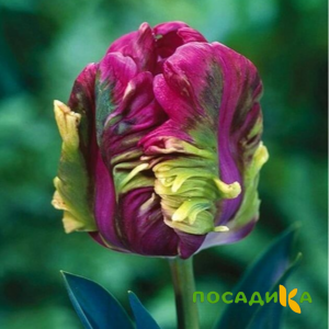 Тюльпан Экзотик Хэвен купить по цене от 186р. в интернет-магазине «Посадика» с доставкой почтой в в Высоцке и по всей России – [изображение №1].