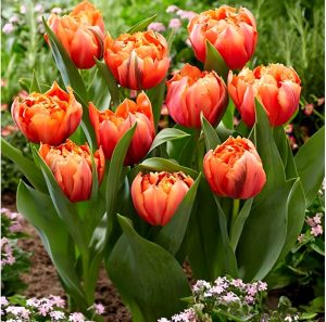 Тюльпан Гудошник Дабл купить по цене от 185р. в интернет-магазине «Посадика» с доставкой почтой в в Высоцке и по всей России – [изображение №1].