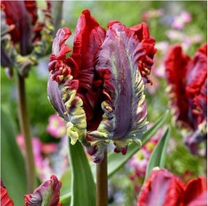 Тюльпан Рококо купить по цене от 350р. в интернет-магазине «Посадика» с доставкой почтой в в Высоцке и по всей России – [изображение №1].