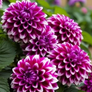 Георгин Кристал Корт купить по цене от 602р. в интернет-магазине «Посадика» с доставкой почтой в в Высоцке и по всей России – [изображение №1].