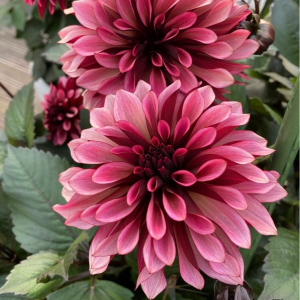 Георгин Перли Сансет купить по цене от 309р. в интернет-магазине «Посадика» с доставкой почтой в в Высоцке и по всей России – [изображение №1].