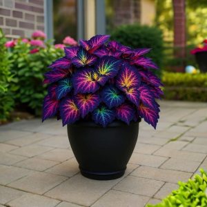 Хоста Фрости Блю купить по цене от 389р. в интернет-магазине «Посадика» с доставкой почтой в в Высоцке и по всей России – [изображение №1].