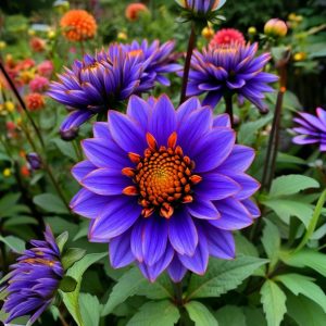 Георгин Лазурит купить по цене от 799р. в интернет-магазине «Посадика» с доставкой почтой в в Высоцке и по всей России – [изображение №1].