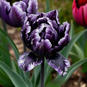 Тюльпан Индиго купить по цене от 600р. в интернет-магазине «Посадика» с доставкой почтой в в Высоцке и по всей России – [изображение №1].