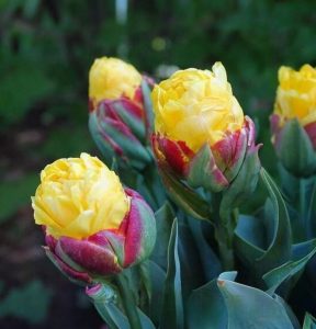 Тюльпан Айс Крим Банана купить по цене от 360р. в интернет-магазине «Посадика» с доставкой почтой в в Высоцке и по всей России – [изображение №1].