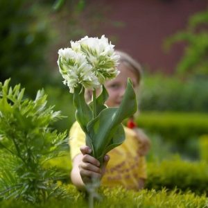 Тюльпан Супер Пэррот купить по цене от 360р. в интернет-магазине «Посадика» с доставкой почтой в в Высоцке и по всей России – [изображение №1].