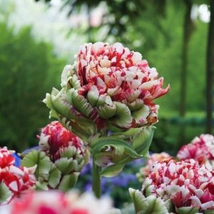 Тюльпан Дабл Флеминг Берд купить по цене от 249р. в интернет-магазине «Посадика» с доставкой почтой в в Высоцке и по всей России – [изображение №1].