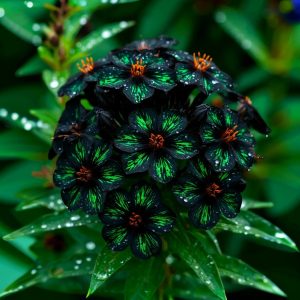 Флокс Ривьера купить по цене от 299р. в интернет-магазине «Посадика» с доставкой почтой в в Высоцке и по всей России – [изображение №1].