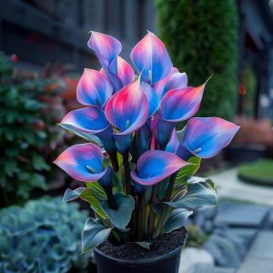 Калла Импрессия купить по цене от 590р. в интернет-магазине «Посадика» с доставкой почтой в в Высоцке и по всей России – [изображение №1].