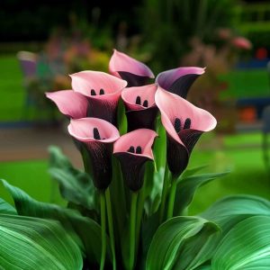 Калла Энигма купить по цене от 291р. в интернет-магазине «Посадика» с доставкой почтой в в Высоцке и по всей России – [изображение №1].