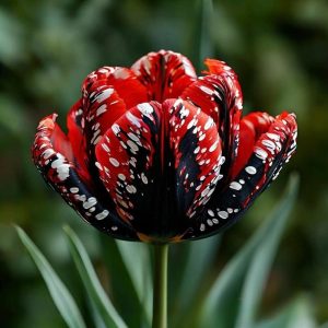 Тюльпан Вельвет Файер купить по цене от 394р. в интернет-магазине «Посадика» с доставкой почтой в в Высоцке и по всей России – [изображение №1].