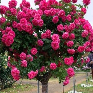 Роза Версаля купить по цене от 232р. в интернет-магазине «Посадика» с доставкой почтой в в Высоцке и по всей России – [изображение №1].