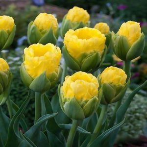 Тюльпан махровый Ванила Коп купить по цене от 159р. в интернет-магазине «Посадика» с доставкой почтой в в Высоцке и по всей России – [изображение №1].