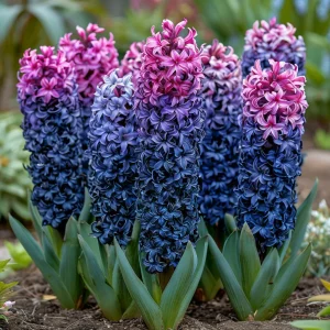 Гиацинт Блю Спринг купить по цене от 2099р. в интернет-магазине «Посадика» с доставкой почтой в в Высоцке и по всей России – [изображение №1].