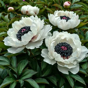 Пион Инк Эн купить по цене от 429р. в интернет-магазине «Посадика» с доставкой почтой в в Высоцке и по всей России – [изображение №1].