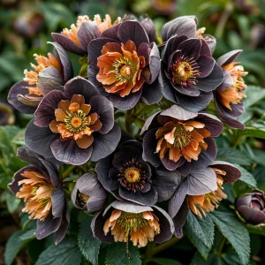 Морозник Блум Айс купить по цене от 499р. в интернет-магазине «Посадика» с доставкой почтой в в Высоцке и по всей России – [изображение №1].