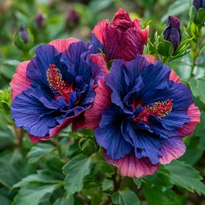 Гибискус Роуз Шайн купить по цене от 360р. в интернет-магазине «Посадика» с доставкой почтой в в Высоцке и по всей России – [изображение №1].