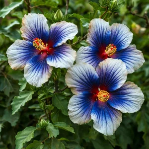 Гибискус Илюжн Вилью купить по цене от 259р. в интернет-магазине «Посадика» с доставкой почтой в в Высоцке и по всей России – [изображение №1].