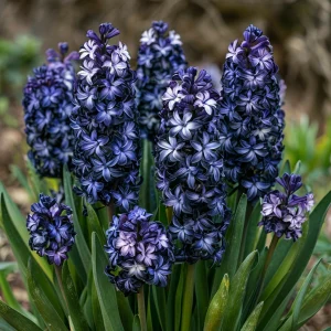 Гиацинт Блум Клауд купить по цене от 2099р. в интернет-магазине «Посадика» с доставкой почтой в в Высоцке и по всей России – [изображение №1].