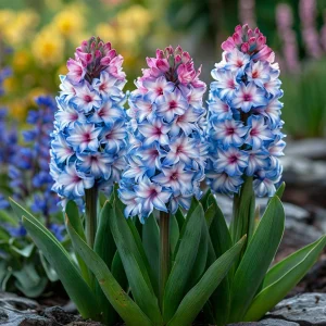 Гиацинт Пинк Мари купить по цене от 2099р. в интернет-магазине «Посадика» с доставкой почтой в в Высоцке и по всей России – [изображение №1].