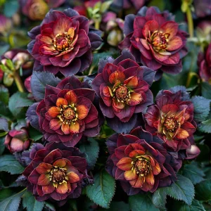 Морозник Сноу Дроп купить по цене от 348р. в интернет-магазине «Посадика» с доставкой почтой в в Высоцке и по всей России – [изображение №1].