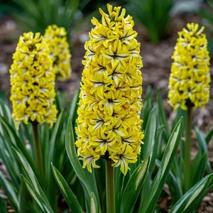 Гиацинт Сансет Голд купить по цене от 2099р. в интернет-магазине «Посадика» с доставкой почтой в в Высоцке и по всей России – [изображение №1].