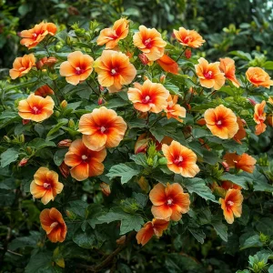 Гибискус Кристал Рэй купить по цене от 458р. в интернет-магазине «Посадика» с доставкой почтой в в Высоцке и по всей России – [изображение №1].