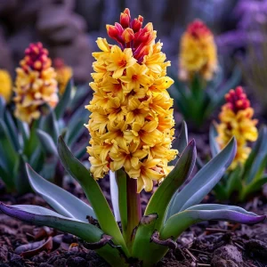 Гиацинт Миднайт Мистери купить по цене от 2099р. в интернет-магазине «Посадика» с доставкой почтой в в Высоцке и по всей России – [изображение №1].