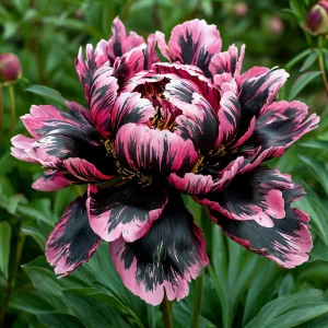 Пион Дроп Руби купить по цене от 469р. в интернет-магазине «Посадика» с доставкой почтой в в Высоцке и по всей России – [изображение №1].