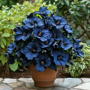 Гибискус Селестиал Флейм купить по цене от 326р. в интернет-магазине «Посадика» с доставкой почтой в в Высоцке и по всей России – [изображение №1].