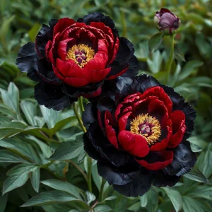 Пион Эбеновый Рубин купить по цене от 419р. в интернет-магазине «Посадика» с доставкой почтой в в Высоцке и по всей России – [изображение №1].