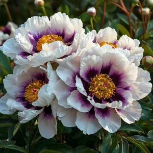 Пион Эко Саммер купить по цене от 548р. в интернет-магазине «Посадика» с доставкой почтой в в Высоцке и по всей России – [изображение №1].