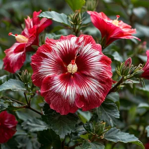 Гибискус Пурпл Мистик купить по цене от 360р. в интернет-магазине «Посадика» с доставкой почтой в в Высоцке и по всей России – [изображение №1].