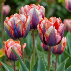 Тюльпан Эбисан Грэйс купить по цене от 217р. в интернет-магазине «Посадика» с доставкой почтой в в Высоцке и по всей России – [изображение №1].