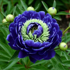 Пион Дримвивер купить по цене от 417р. в интернет-магазине «Посадика» с доставкой почтой в в Высоцке и по всей России – [изображение №1].